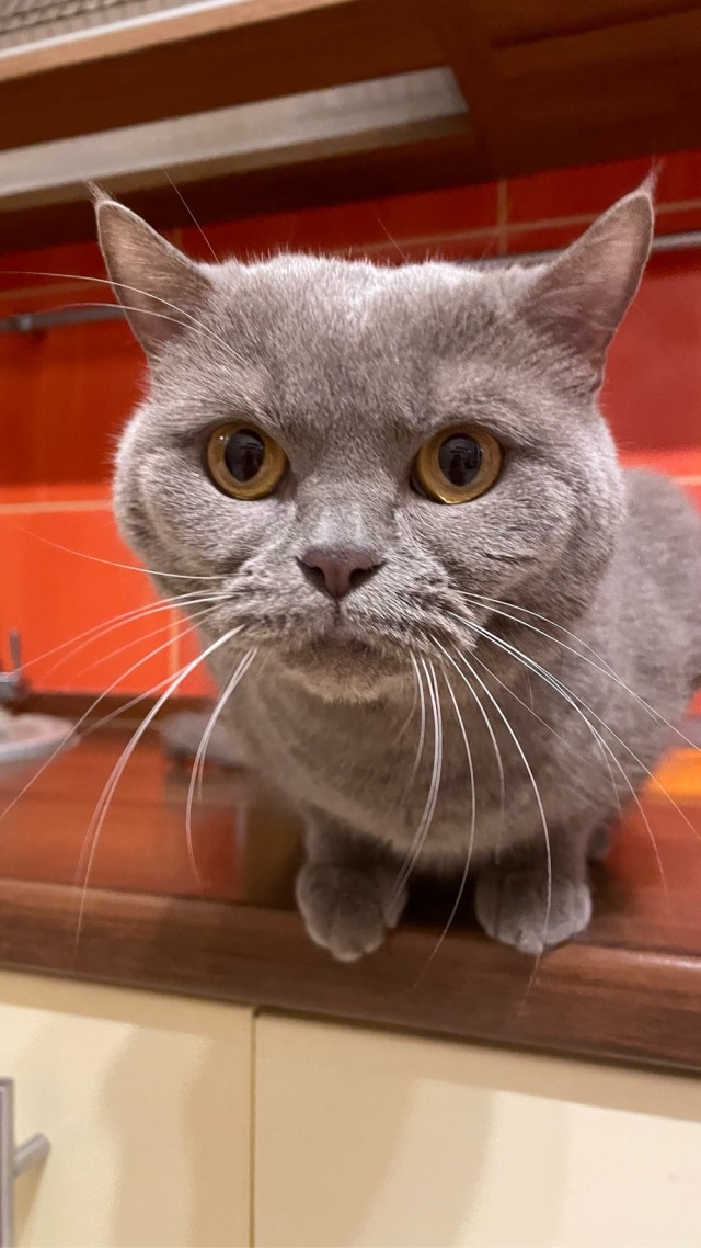 С Котовторником вас! Зовут Чеса!