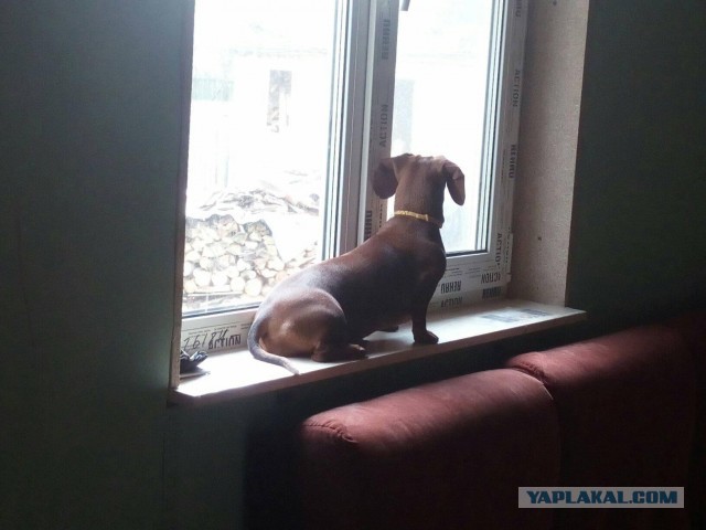 Собакочетверг. Мир таксы