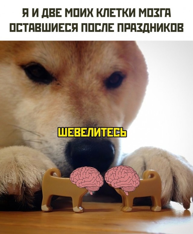 Картинки и мемы, всем хороших выходных