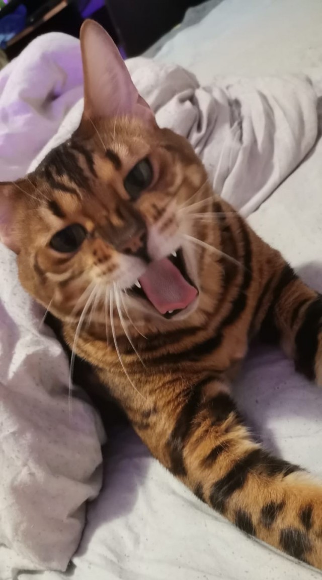 Котовторник 17.01.23