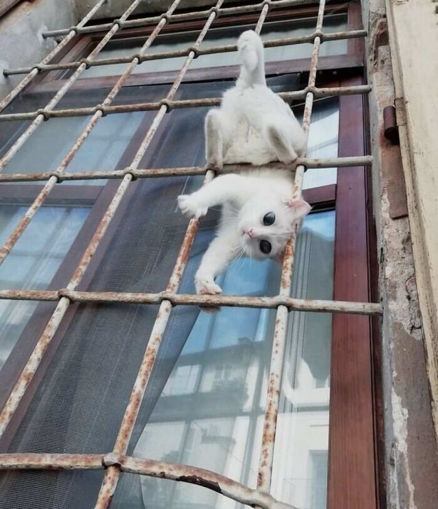 Начинаем котовторник.