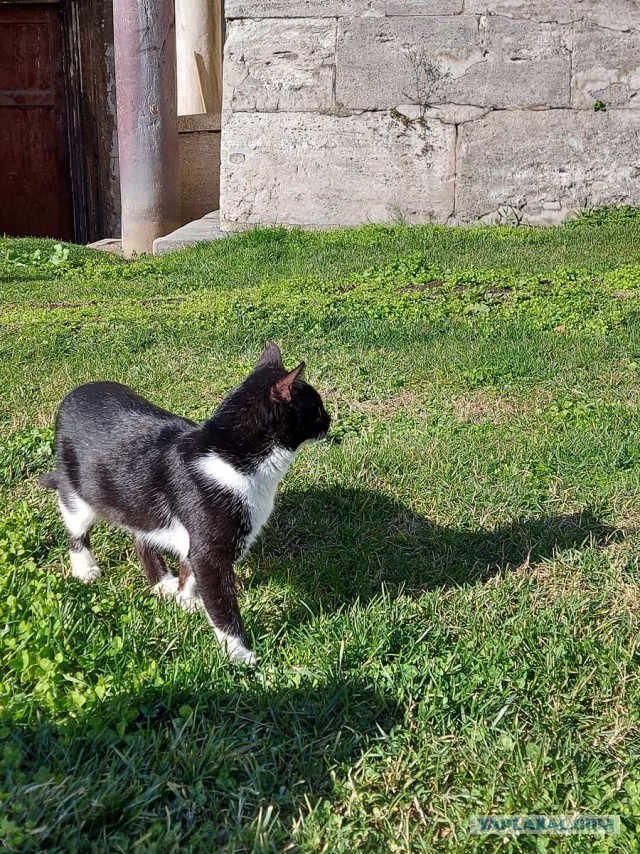 Котики Стамбула