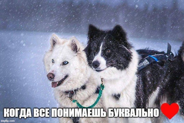 Победная поступь идиотизма по планете – том 9