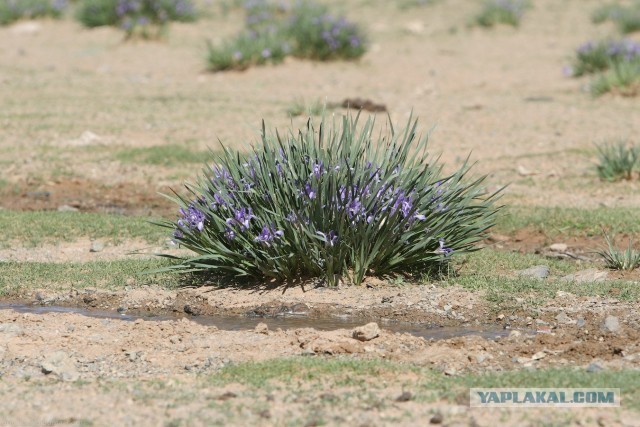В Монголию на мотоциклах 2006