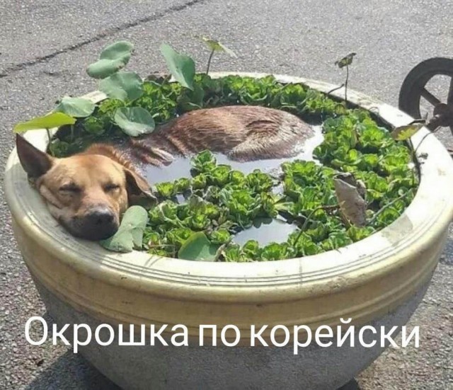 Картинки весёлые, вроде