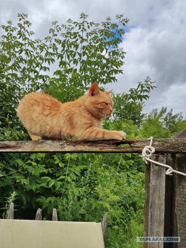 Котовторник Рыжих