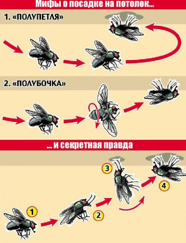 Не смог убить муху и решил провести научный эксперимент!