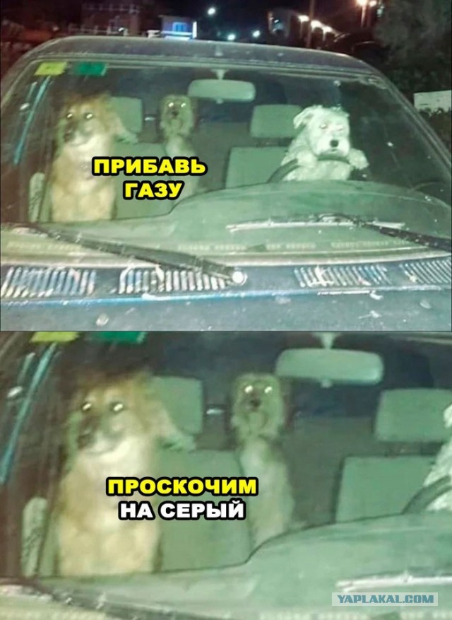 Компания собак хотела покататься с ветерком по ночному городу и завела авто