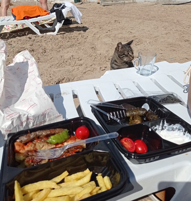 Стамбульские котики