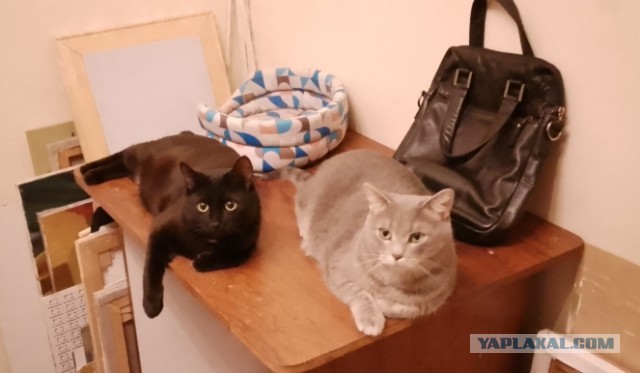 Котовторник 09.04.24
