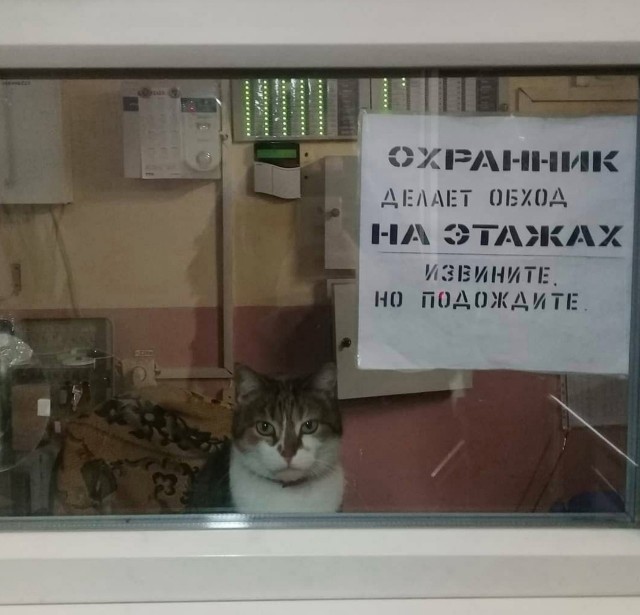 Котовторник в картинках