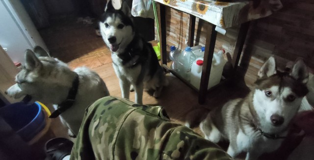 Собаки которые уснули в прикольных позах