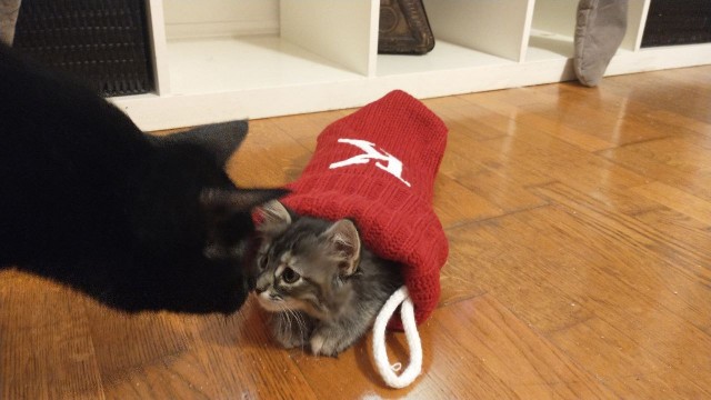 Уличный котенок-сосунок, брошенный мамой