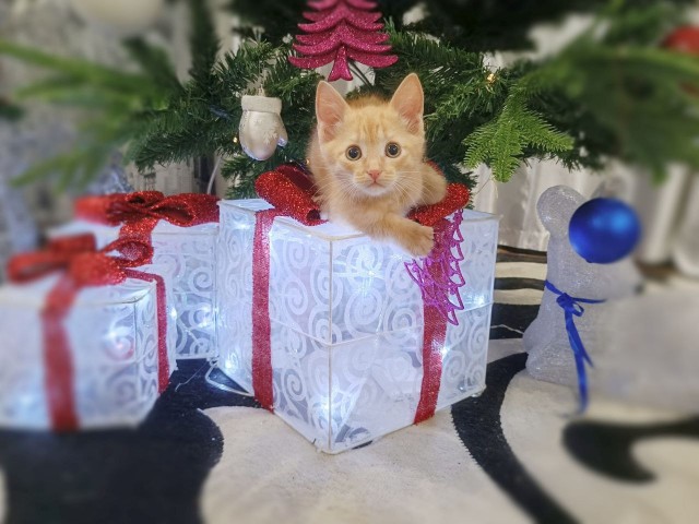 Котовторник