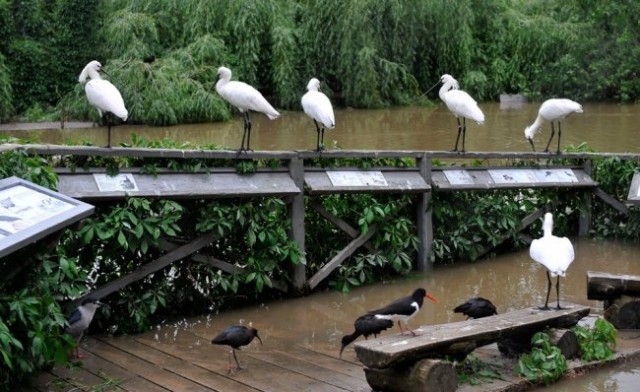 Наводнение в Чехии