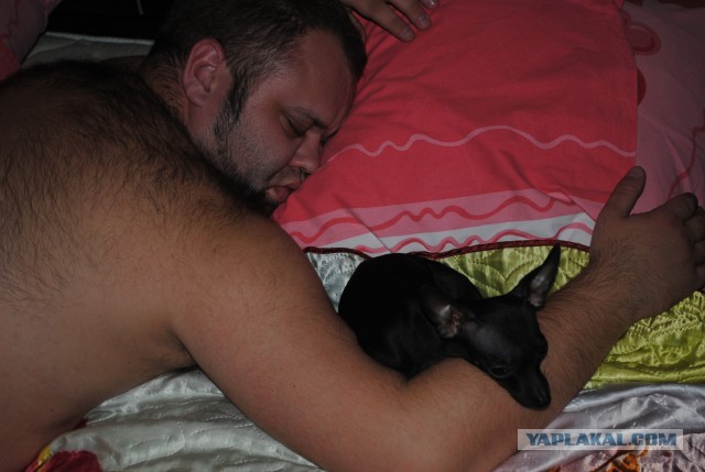 10 самых агрессивных пород собак