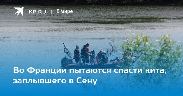 Китомойка