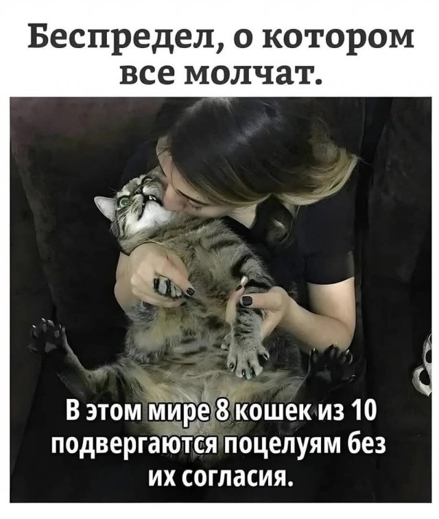 К котовторнику.