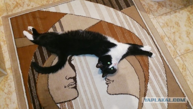 Ликбез по кошачьим породам.