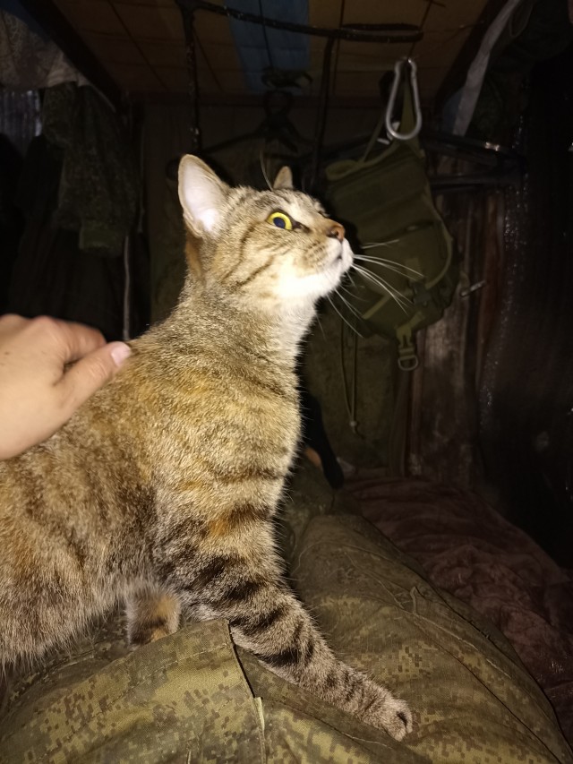Котики и пёсики.