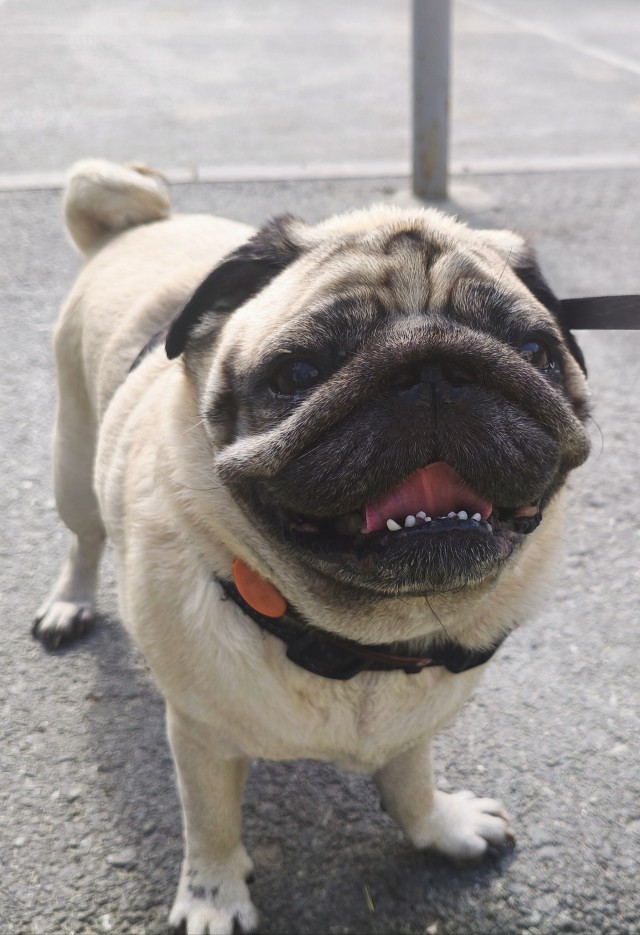 Ушастый на прогулке