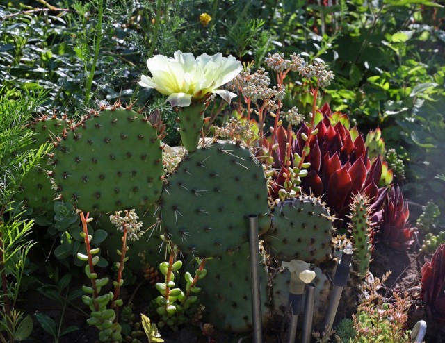 Кто что выращивает, а?