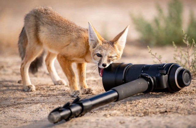 «Страшно интересуюсь фотографией»: лучшие фото дикой природы