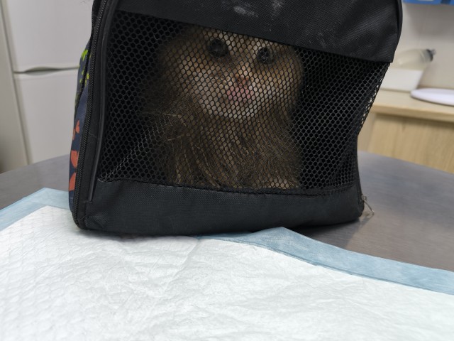 Очень грустный котовторник