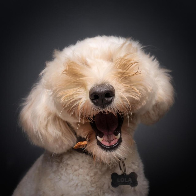 Самые смешные собаки-улыбаки за всю историю конкурса Comedy Pet Photography Awards
