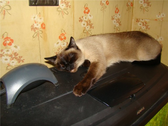 Спящих котеек тред