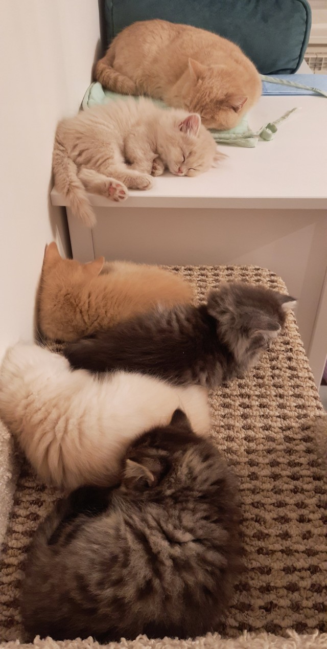 Спят усталые игрушки.