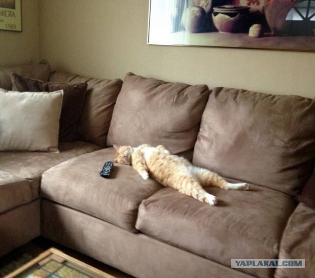 Люблю тебя, мой диван