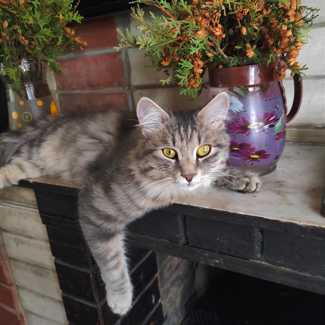 Котовторник