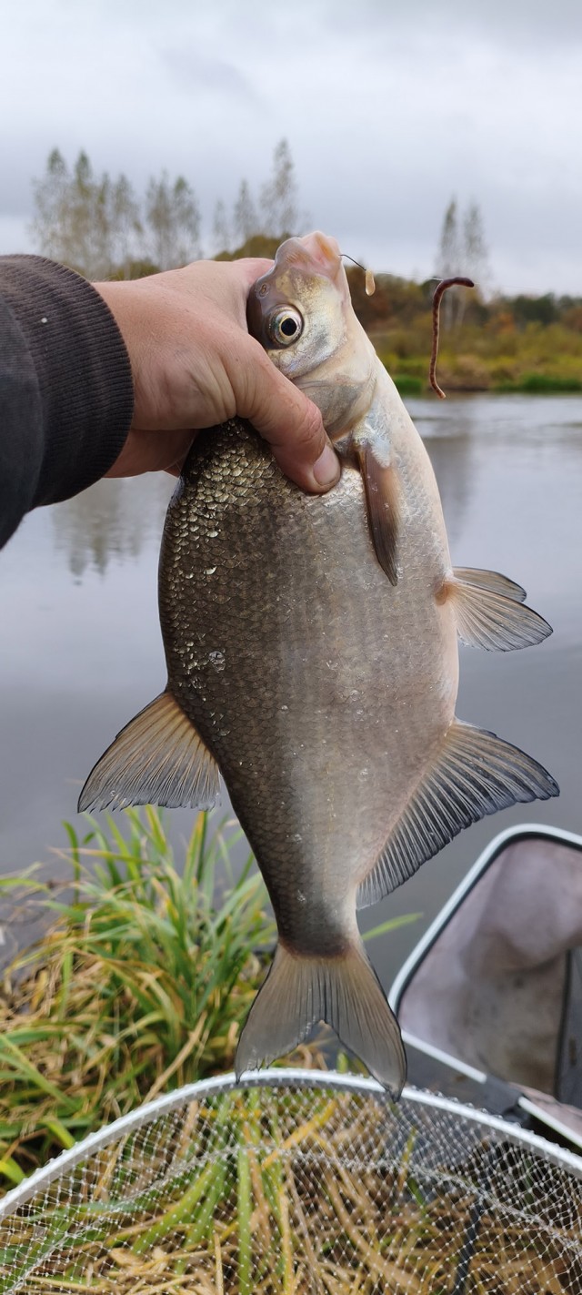 Рыбалка на реке Березина. Беларусь