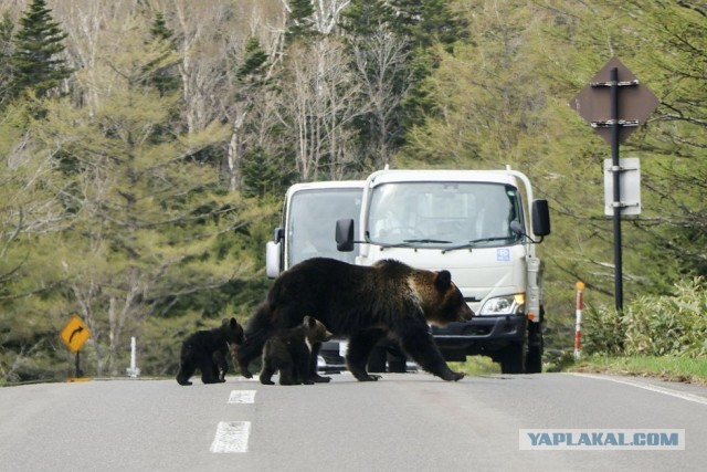 Японский губернатор попросил помощи сил самообороны для борьбы с медведями