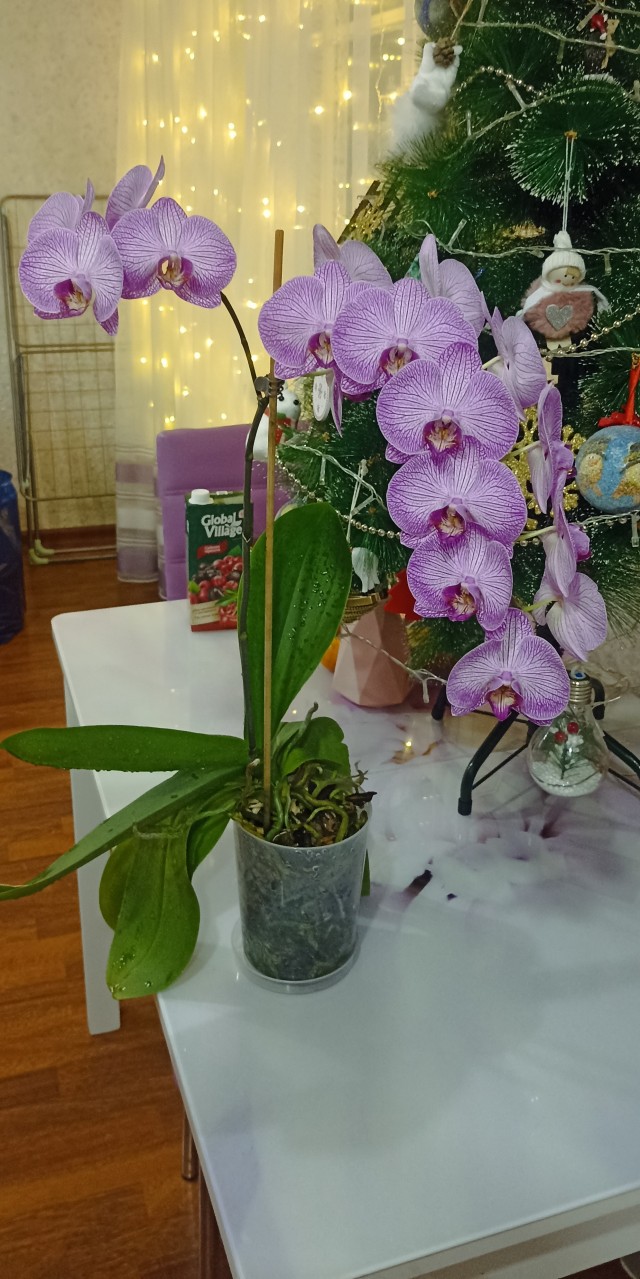 Расцвел кактус