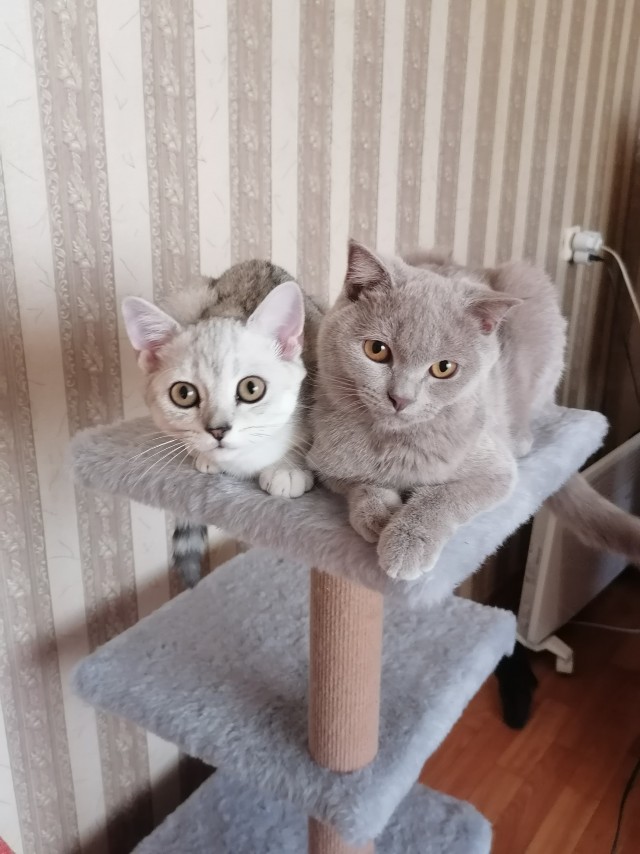 Мой кот