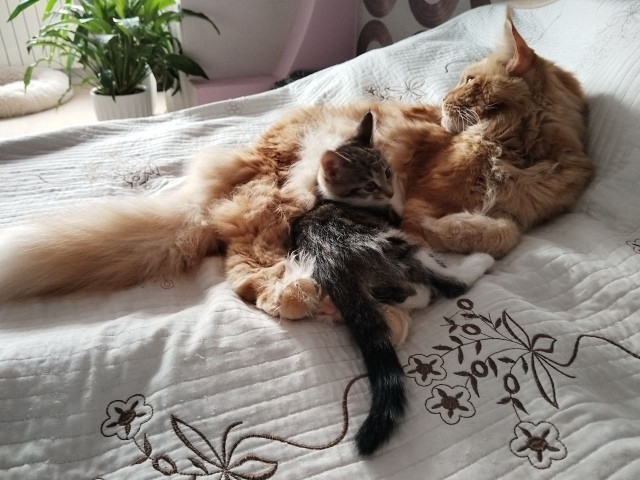 А котовторник уже пришёл?