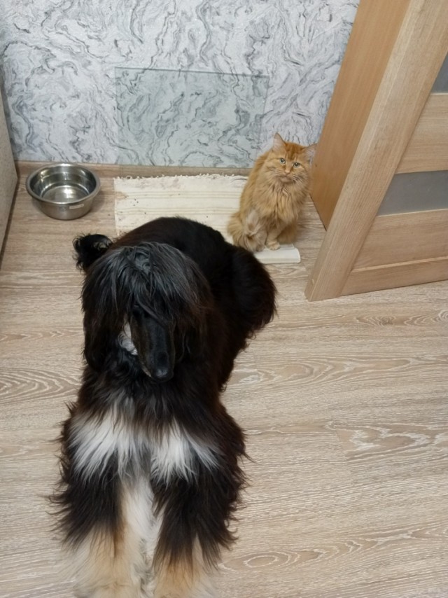 "Делиться надо!" (котовторник)