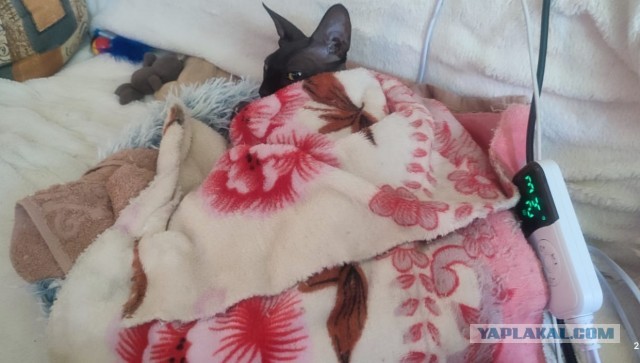 К котовторнику делюсь