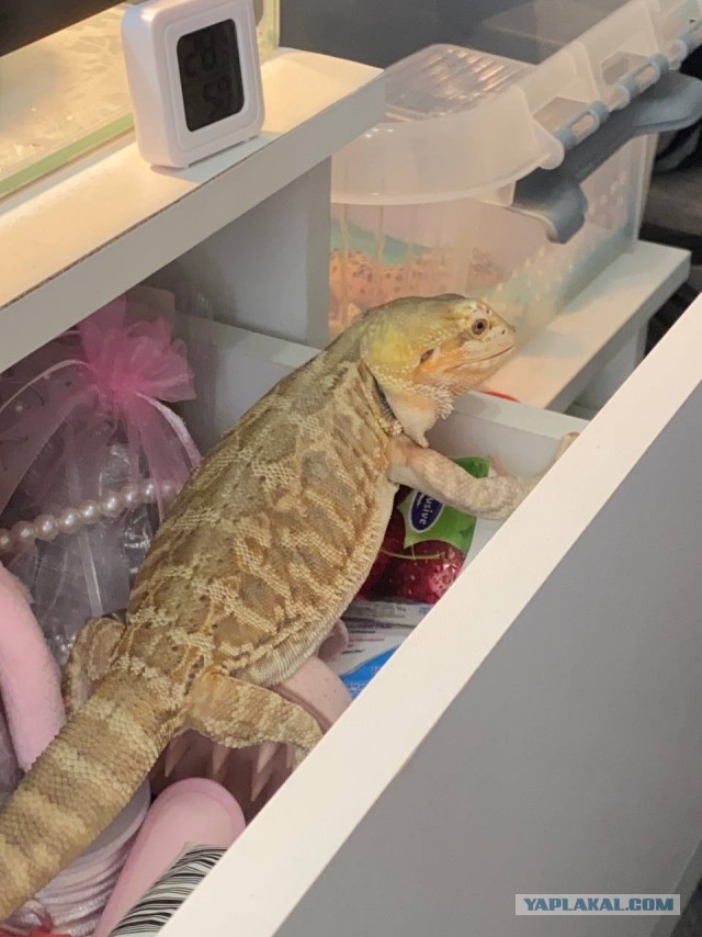 Ну, нет на Япе дня ящериц.