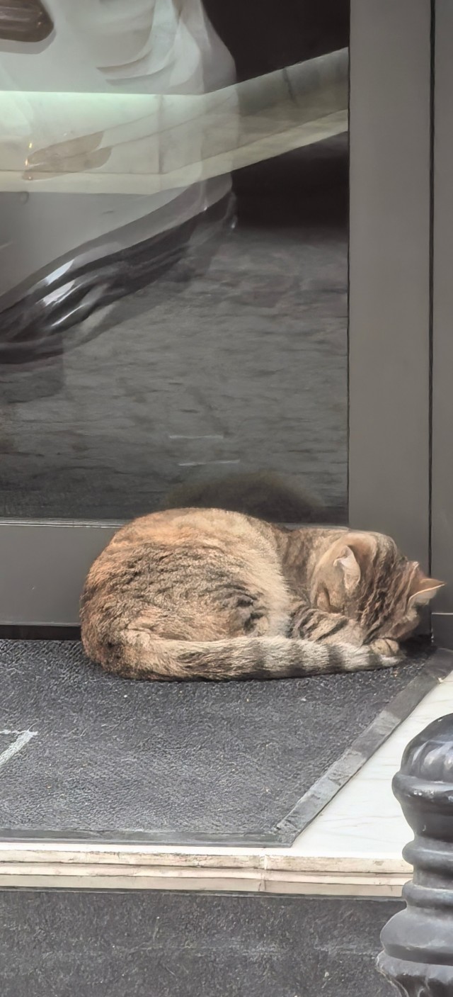 Уличные кошки Стамбула