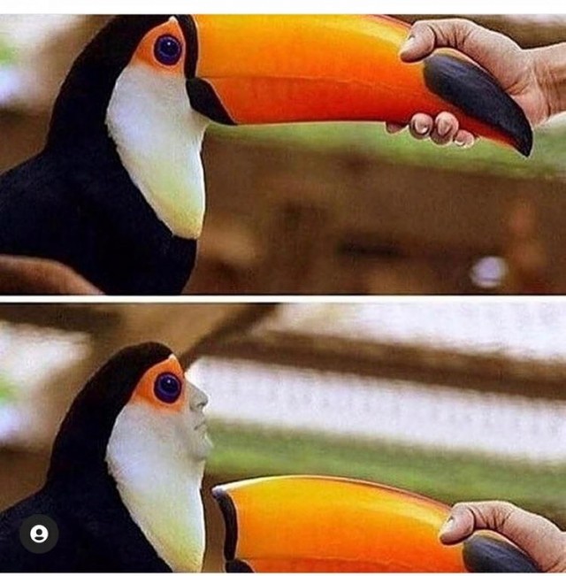 Птенец