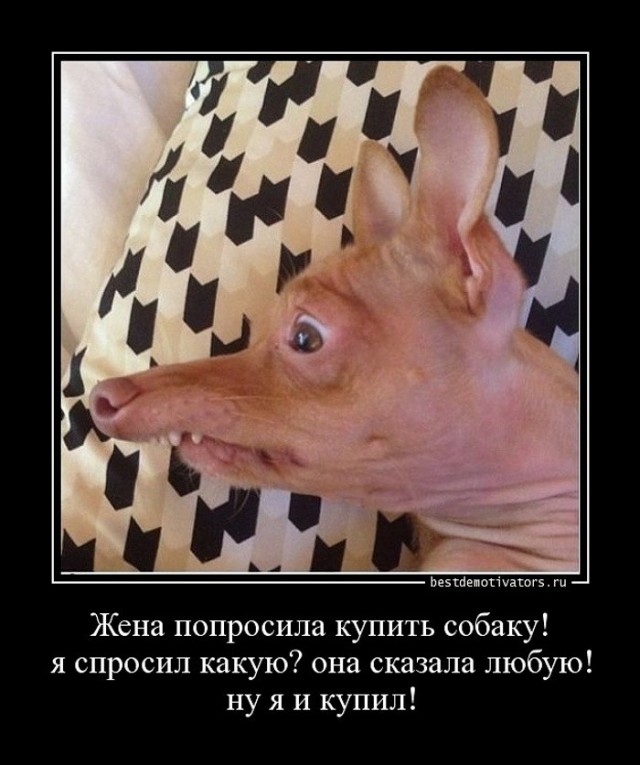 Так выглядит самая красивая собака в мире