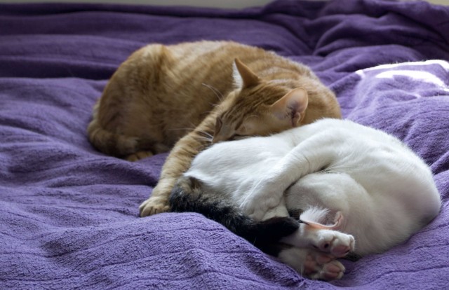 Котейка, который не знает как лежат котейки
