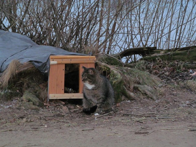 Кошкин дом.