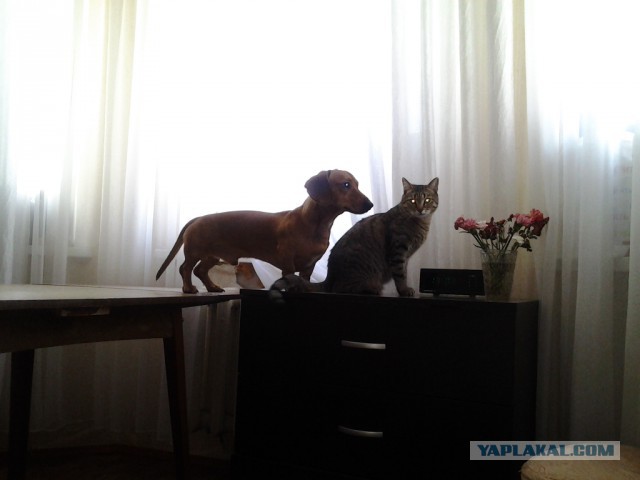 Такса ухаживает за парализованной кошкой