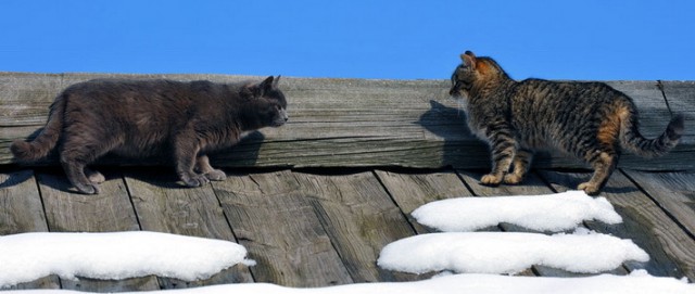 Котовторник 04.03.2014