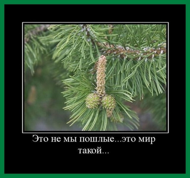 А на кого похож?