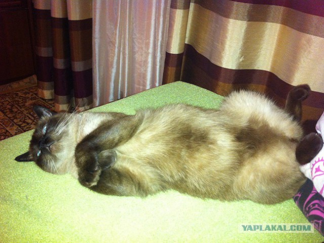 Котовторник 22.07.14